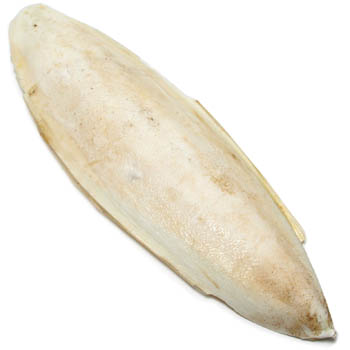 Cuttlefish Bone